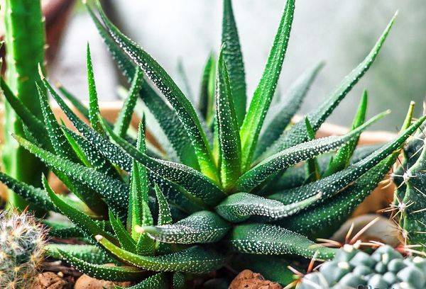 Haworthia