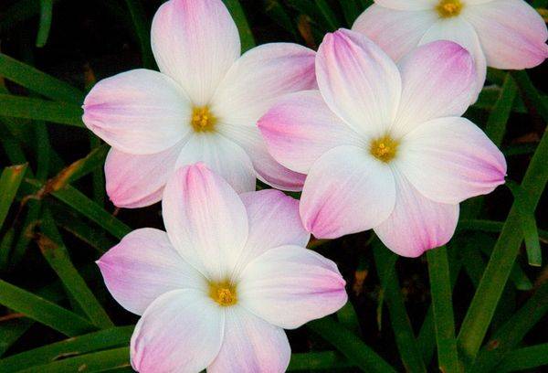 Zephyranthes Grandiflora