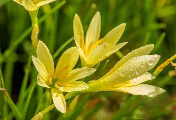 Zephyranthes Golden