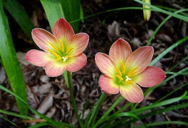 Zephyranthes bicolore