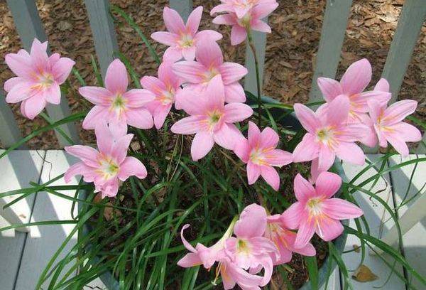 Zephyranthes Pink