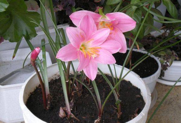 Zephyranthes in una pentola