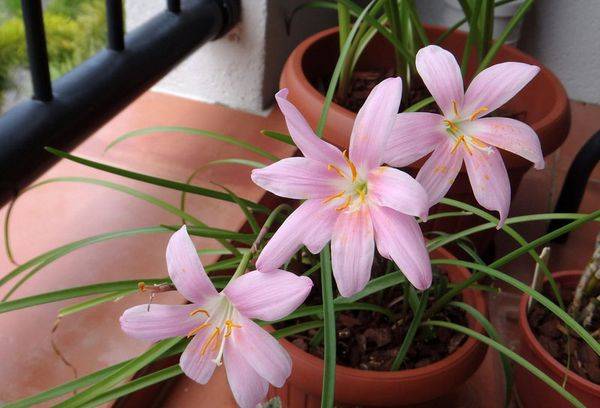 Fiore di zephyranthes fatto in casa