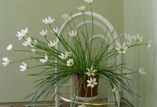 Zephyranthes White