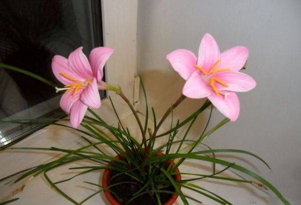 Zephyranthes rosa