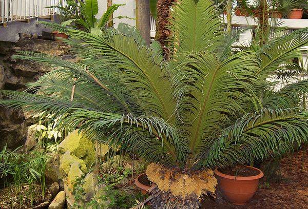 Allevamento Cycas