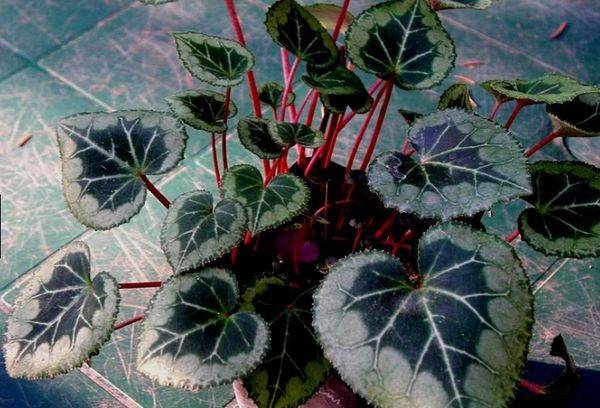 Ciclamino (Cyclamen)