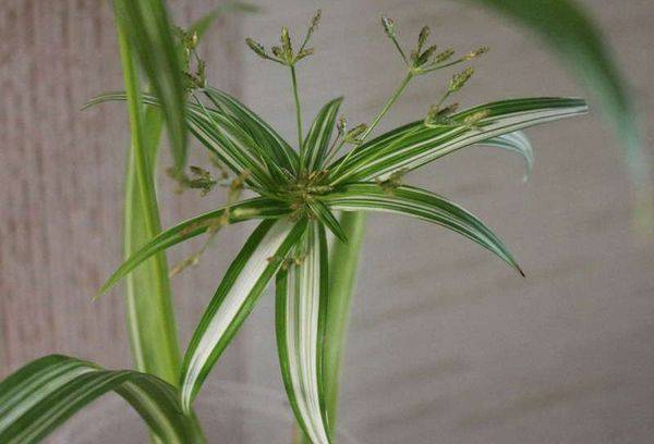 Ombrello Cyperus