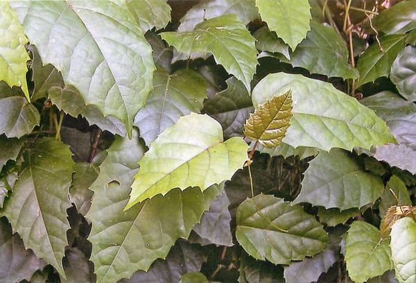 Cissus antartico