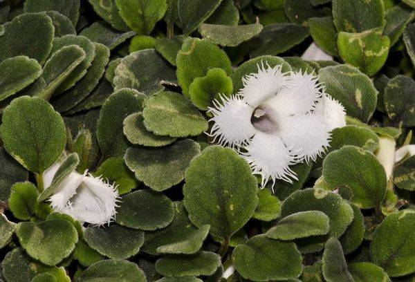 Fiore bianco di erezione