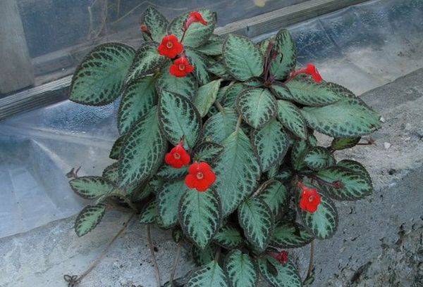 Episcia strisciante