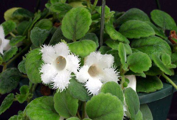 Episcia gvozdikotsvetnaya