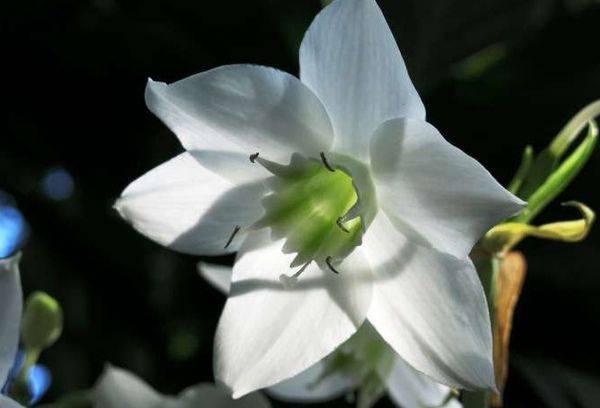 Eucharis è a fiore grande