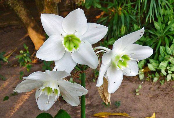 Eucharis è bianco come la neve