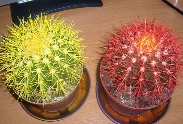 Echinocactus grusonii