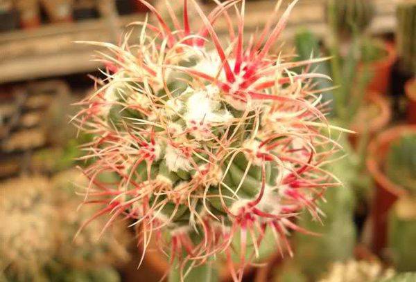 Parata di Echinocactus