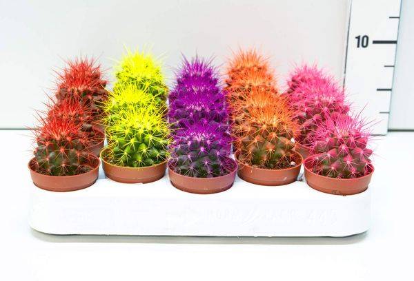 Echinocactus Gruzoni Rainbow