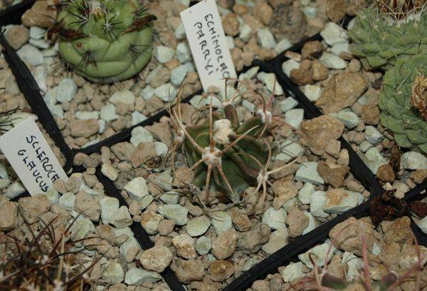 Parata di Echinocactus