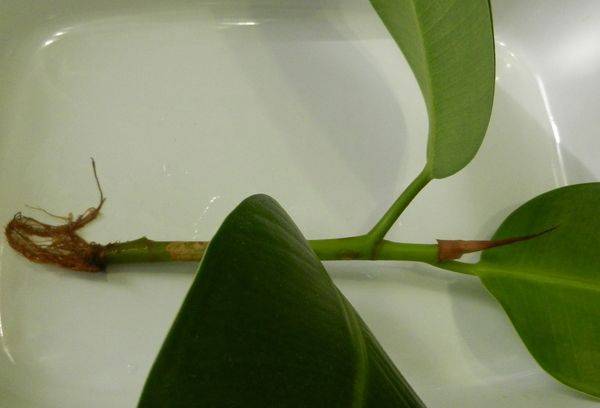 Ficus propagation