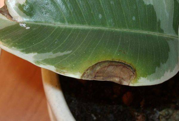 Ficus Diseases