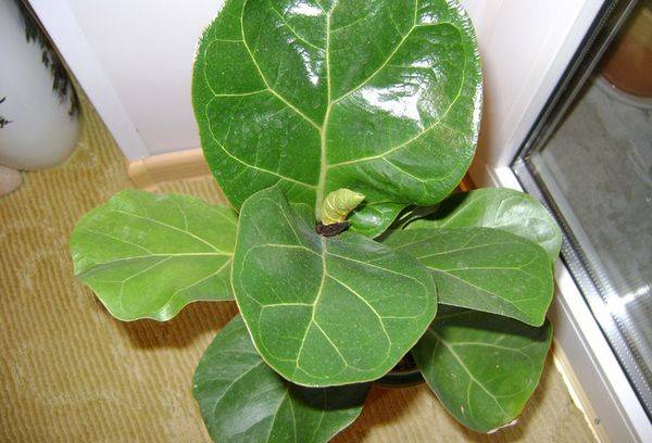 Ficus lirata