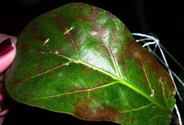 Ficus Diseases