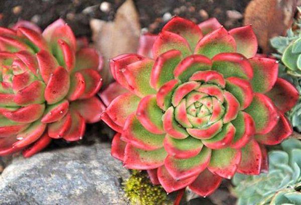 Echeveria brillante giva