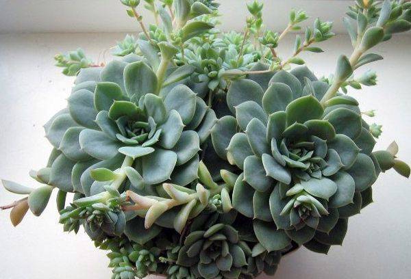 Echeveria color gobba