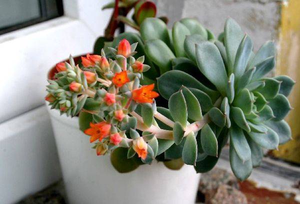 Echeveria aggraziata