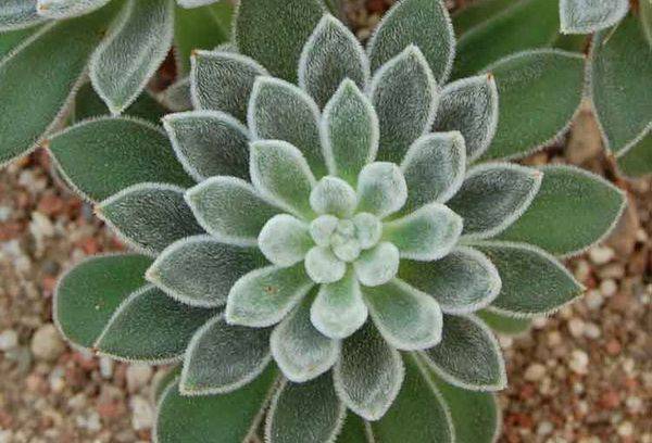 Echeveria Dai capelli bianchi