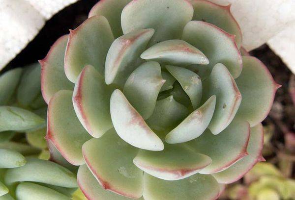 Echeveria Derenberg