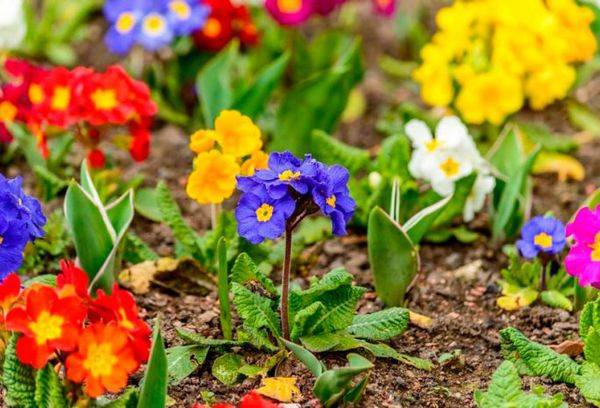 Primula del giardino