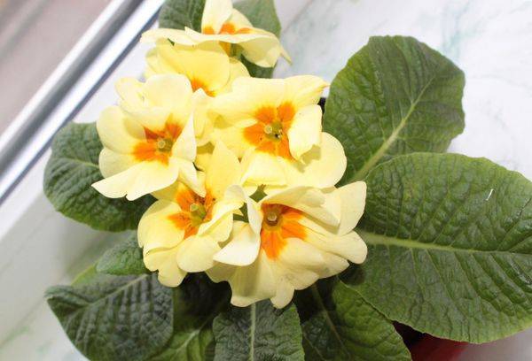 Primrose ordinaria (senza stelo)