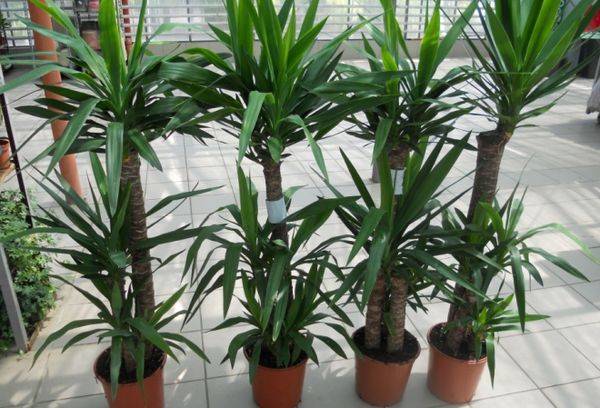 Palme domestiche