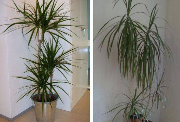 Dracaena con frange