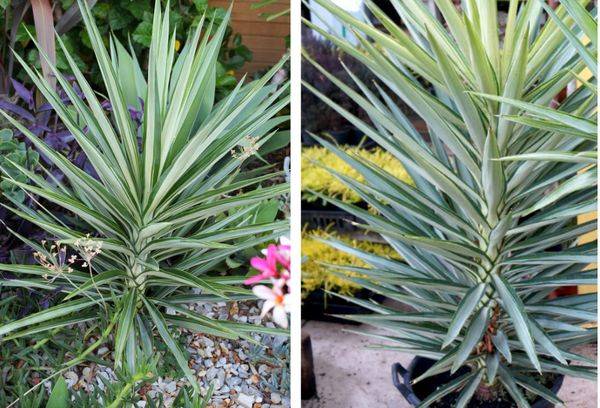 Yucca Silver Star