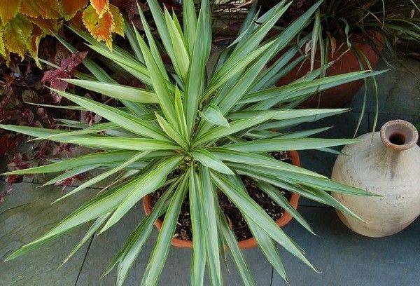 Yucca in un vaso di fiori