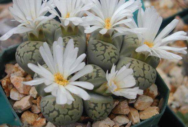 Lithops bellissimo