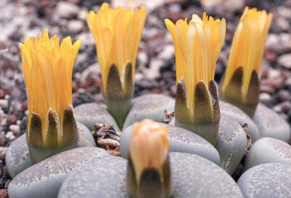 Lithops Leslie