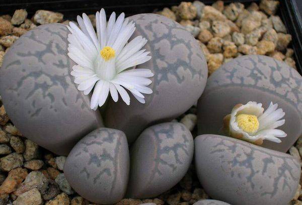 Marmo Lithops