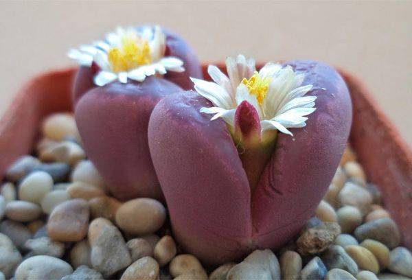 Lithops (pietre vive)