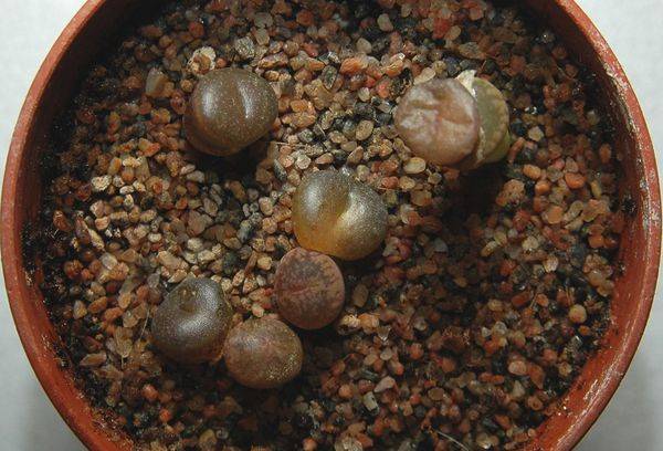 Lithops (pietre vive)