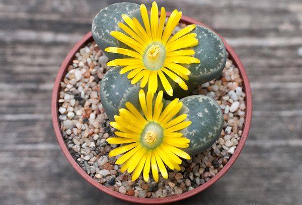 Lithops aucampiae