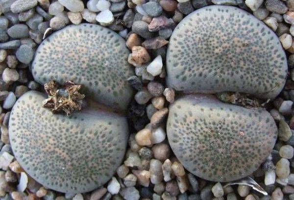 Lithops Volka