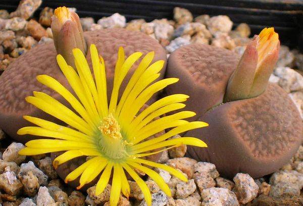 Lithops Aucampiae