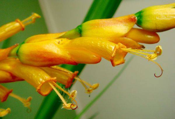 Fiori di Sanchezia