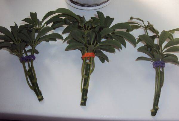 Shanks Schefflera