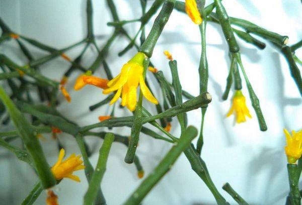 Fiori gialli di una pianta