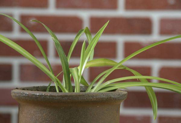 Chlorophytum