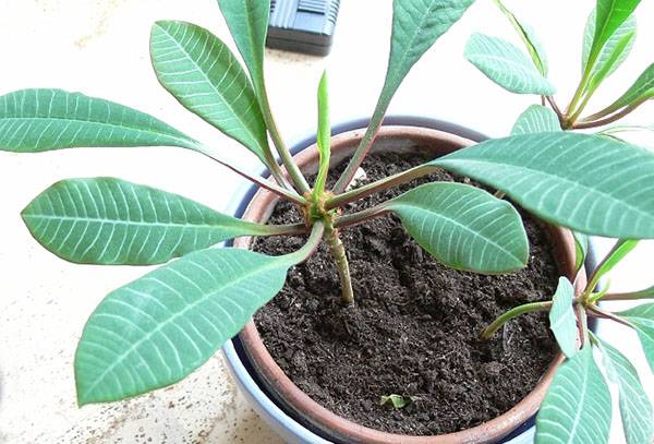 Allevamento Milkweed venato bianco